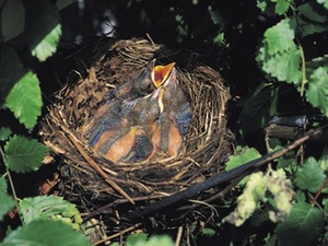 Kuckuckskind: bisher kein Auskunftsanspruch des Scheinvaters 