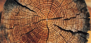Steuerliche Regelungen des Forstschäden-Ausgleichsgesetzes