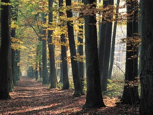 BGH: Waldbesitzer haftet nicht für abstürzende Äste