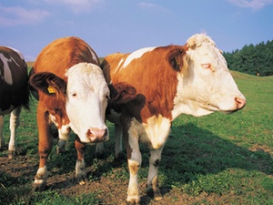 Grenzen des Vertrauensschutzes