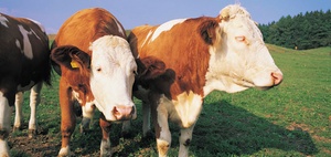 Einzug des Milchlieferungsrechts nach Ende des Pachtvertrags