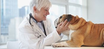 Ältere Tierärztin untersucht einen Hund