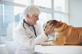 Ältere Tierärztin untersucht einen Hund