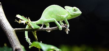 Agil: Anpassungsfähig wie ein Chamäleon