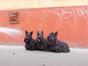 alle gleich