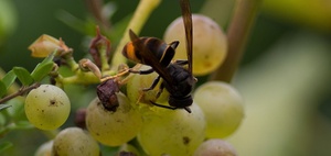 Invasive Arten als Problem des Arbeitsschutzes