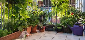 Balkon Blumenkästen Balkonpflanzen