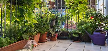 Balkon Blumenkästen Balkonpflanzen