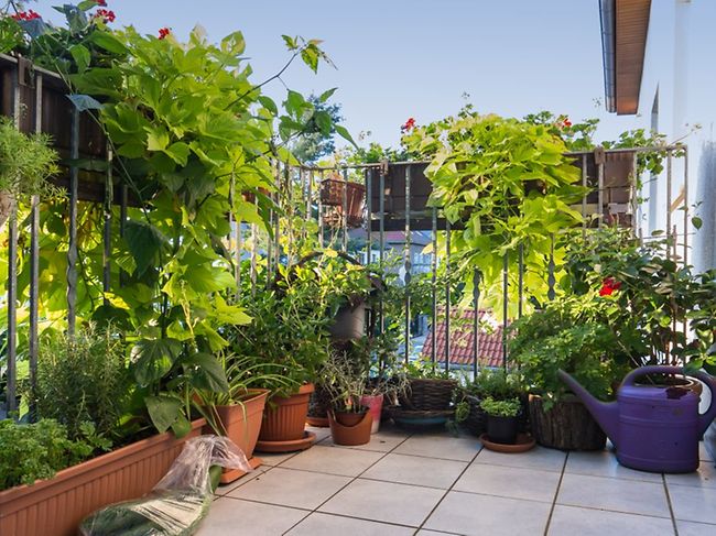 WEG-Beschlüsse, Haftung, Rücksichtnahmegebot : Blumenkästen am Balkon: Was das Nachbarrecht erlaubt