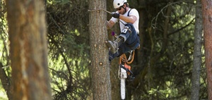 Nachbarrecht: Bäume und Hecken an der Grundstücksgrenze