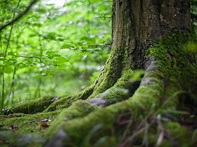 Baum im Wald Wurzeln