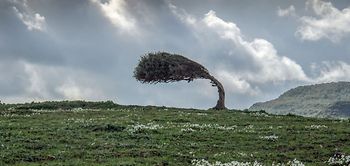 Baum im Wind