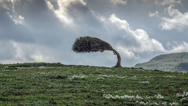 Baum im Wind