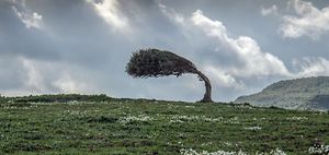 Baum im Wind