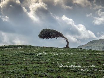 Baum im Wind