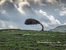 Baum im Wind