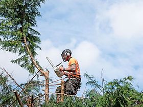 Baumarbeiten - Typ mit Motorsäge sitzt im Baum
