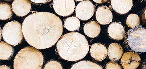 Wirrwarr um EUDR: Was Unternehmen jetzt tun sollten