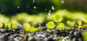 Bewässerung Regenwasser Pflanzen Wassertropfen Regen