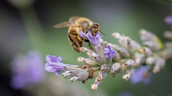 Biene auf Blume