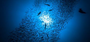 Biodiversität_Fischschwarm