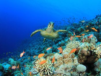 Biodiversität_Schildkröte in Korallenriff