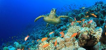 Biodiversität_Schildkröte in Korallenriff