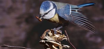 Blaumeise Vogel