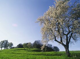 Bluehender Baum im Fruehling