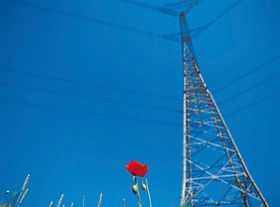 Blume vor Strommast auf dem Land