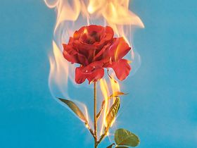 Brennende Rose
