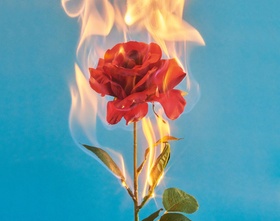 Brennende Rose