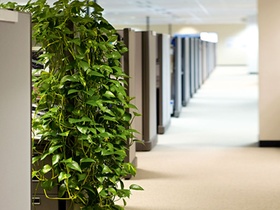 Büropflanze