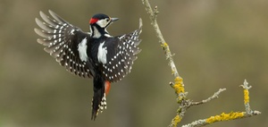 Biodiversitätspreis für die Wirtschaft Ausschreibung