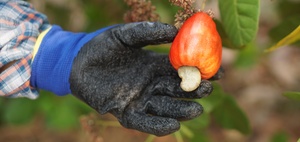Die Cashew-Story: Was hinter dem Trendprodukt steckt