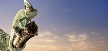 Chamäleon Reptil Anpassung Echse Baum