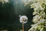 Single Dandelion weed backlit in sun. Greenery surrounding provides a space for copy.