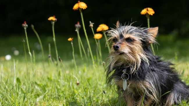 Sturz einer Schwangeren infolge Flucht vor Chihuahua