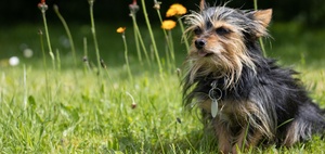 Sturz einer Schwangeren infolge Flucht vor Chihuahua