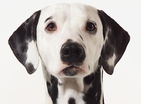 Dalmatiner, Portraet