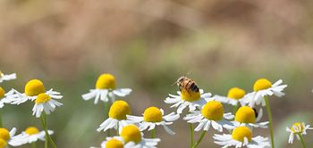 Biene Blumen Kamille Wiese Biodiversität