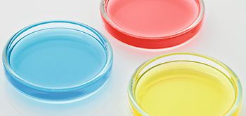 Drei Petrischalen mit farbigen Fluessigkeiten