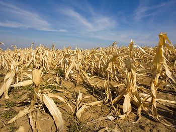 Duerreschaden_Hitze_Maisfeld_Vertrocknete_Ernte_Landwirtschaft