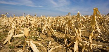 Duerreschaden_Hitze_Maisfeld_Vertrocknete_Ernte_Landwirtschaft