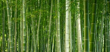 Bambus Hecke Bambushecke Bambuswald