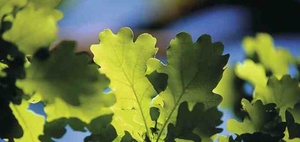 Rückschnitt überhängender Äste verjährt in drei Jahren