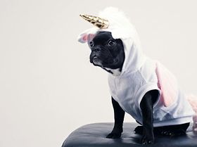 Einhorn Hund