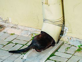 Eintauchen Foto: Nikita Teryoshin