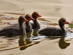 Enten im See