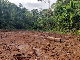 Entwaldung Amazonas